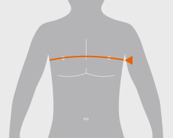 12: 胸囲(きょうい)