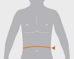 13: 腹囲(ふくい)